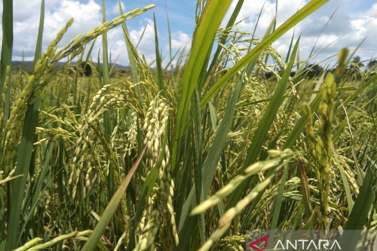 BI Sultra dorong mandiri pangan melalui digitalisasi pertanian-mina padi