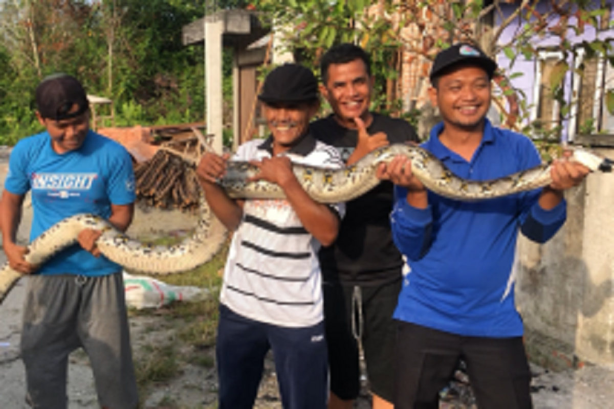 Warga serahkan ular piton 5 meter ke BBKSDA Riau