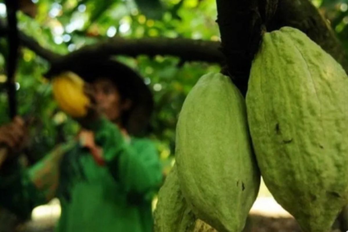 Lampung Barat kembangkan kakao sebagai komoditas unggulan