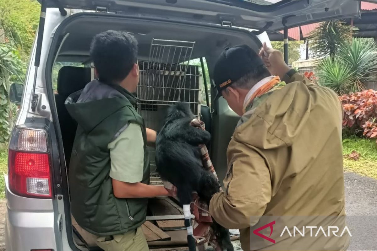 BBKSDA Jabar bawa Lutung ke balai konservasi untuk menjalani perawatan