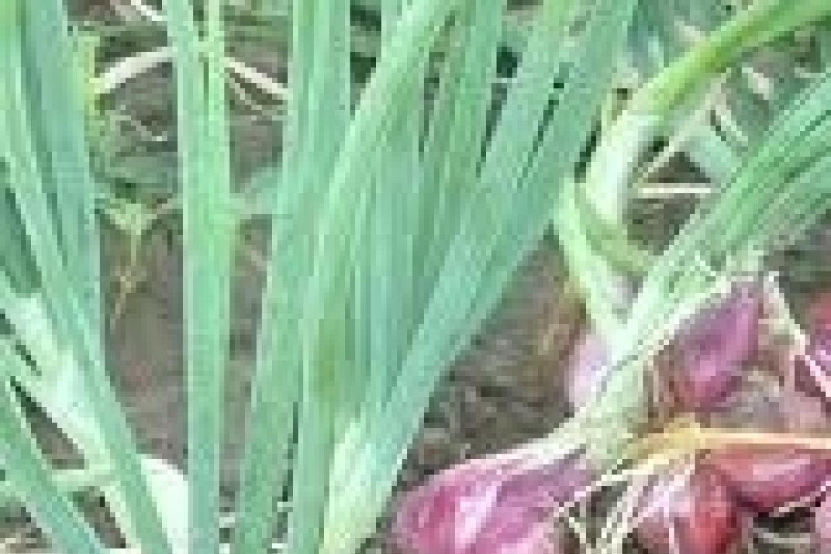 Dinas Pertanian Biak Numfor kembangkan budidaya bawang merah