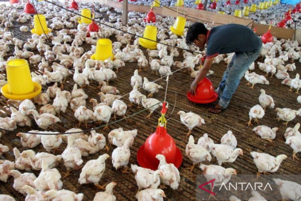 Populasi ayam pedaging di Aceh Barat naik jadi 256.743 ekor, ini penyebabnya