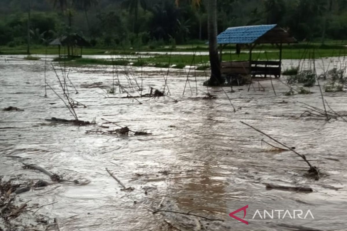 Puluhan hektare tanaman padi warga Desa Sipangko rusak terendam banjir
