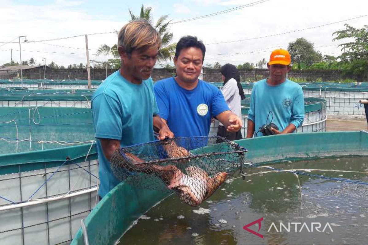 Ikan olahan pokdakan di Kabupaten Magelang diminati konsumen berbagai kota
