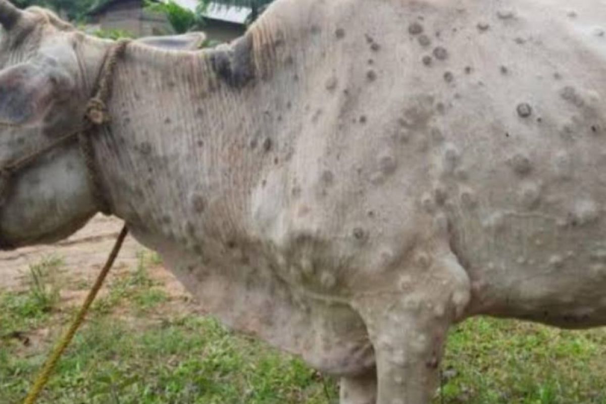 Pemkot Tanjungpinang imbau waspada beli ternak sapi