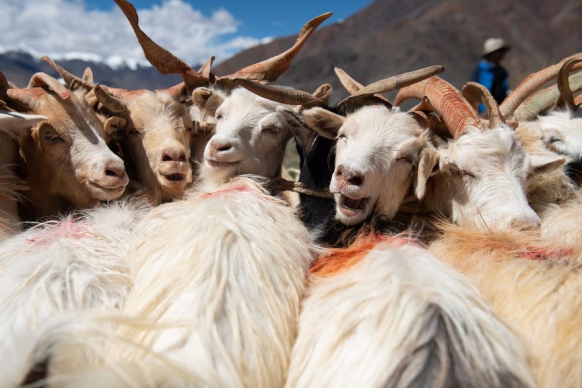 Residu susu berusia 3.000 tahun ditemukan di situs kuno Tibet