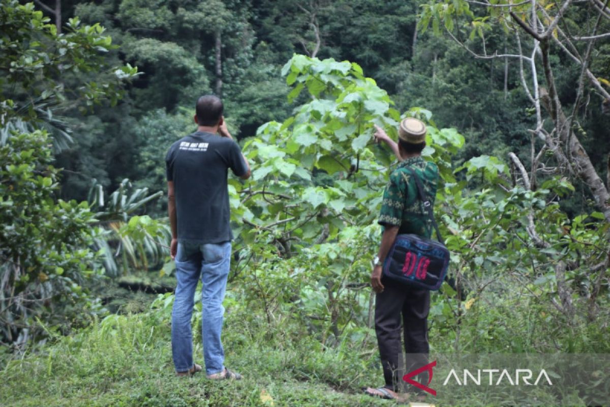 Cara mukim di Pidie menjaga hutan lewat hukum adat