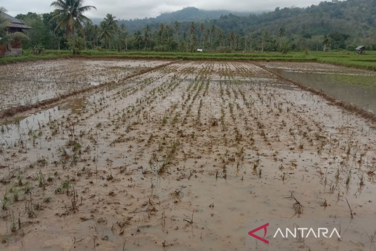 15 Hektare padi sawah petani Sipangko puso dampak banjir Tapsel
