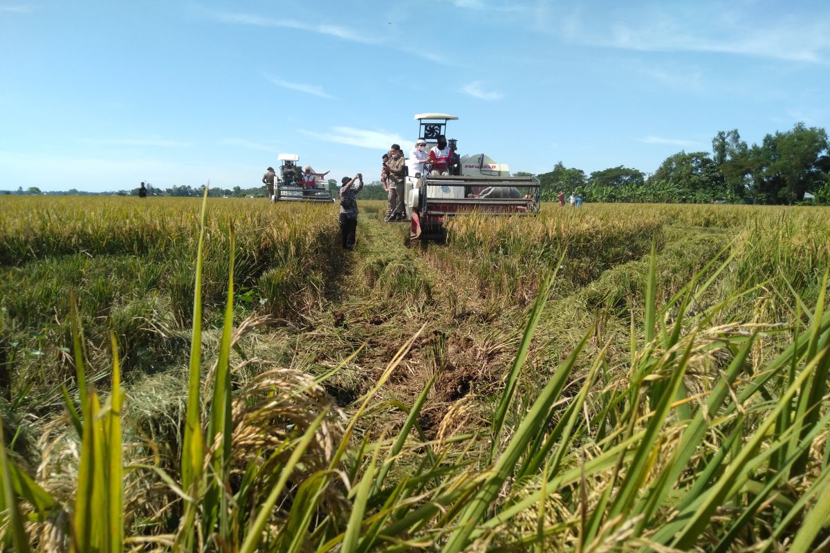 1.300 hektare sawah di Karawang sudah panen