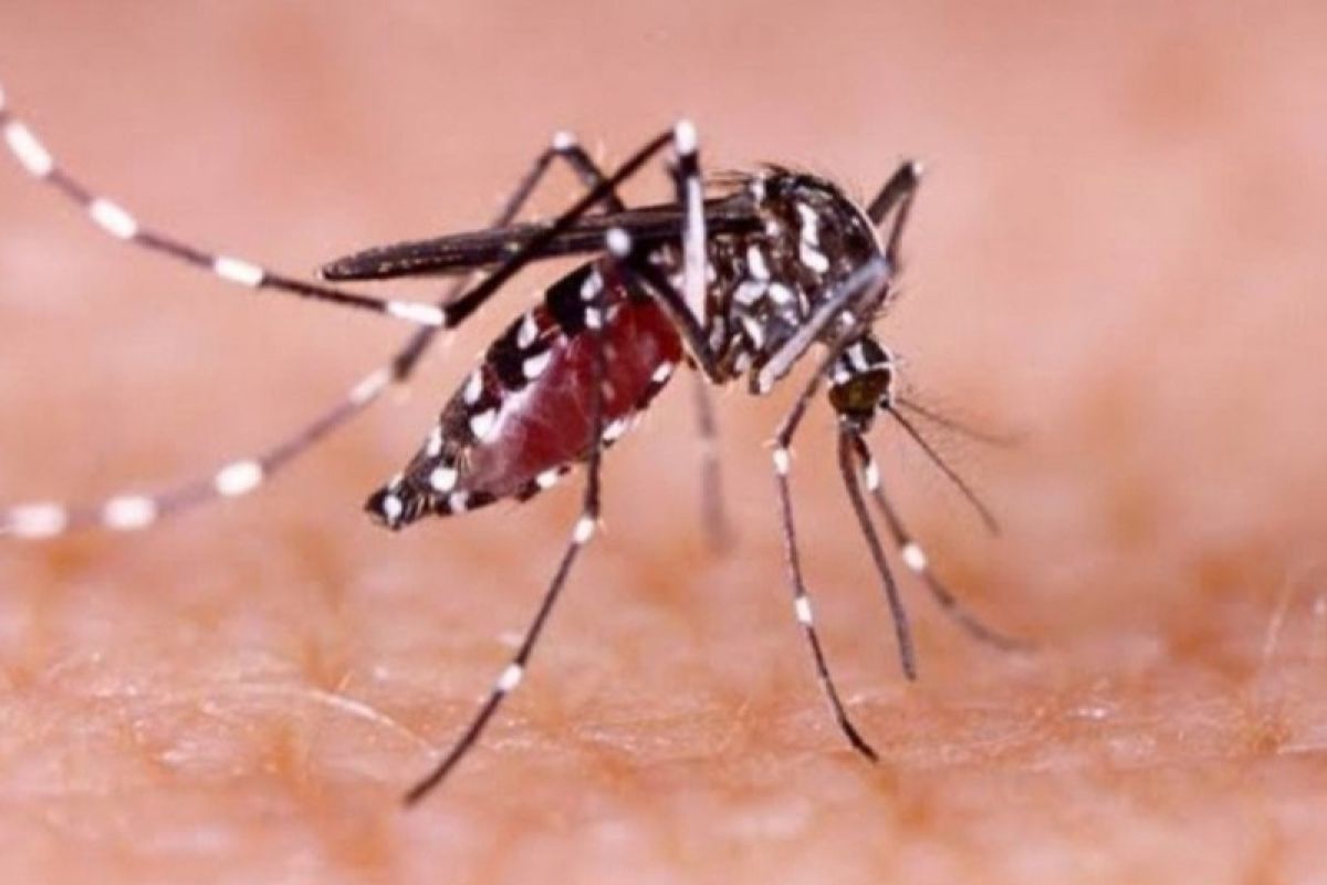 Imunisasi dengue cegah anak kena DBD berat