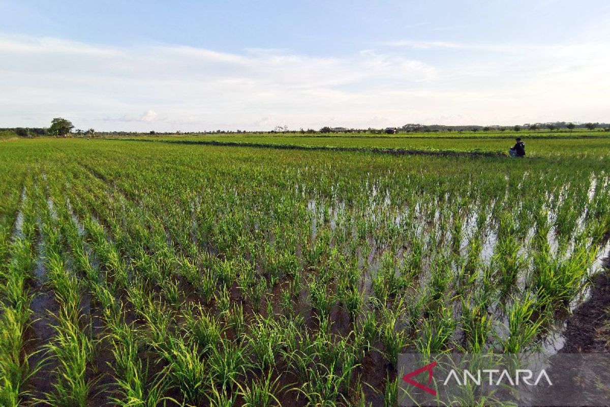 Kementan sebut kawasan Food Estate Pulang Pisau masuk panen