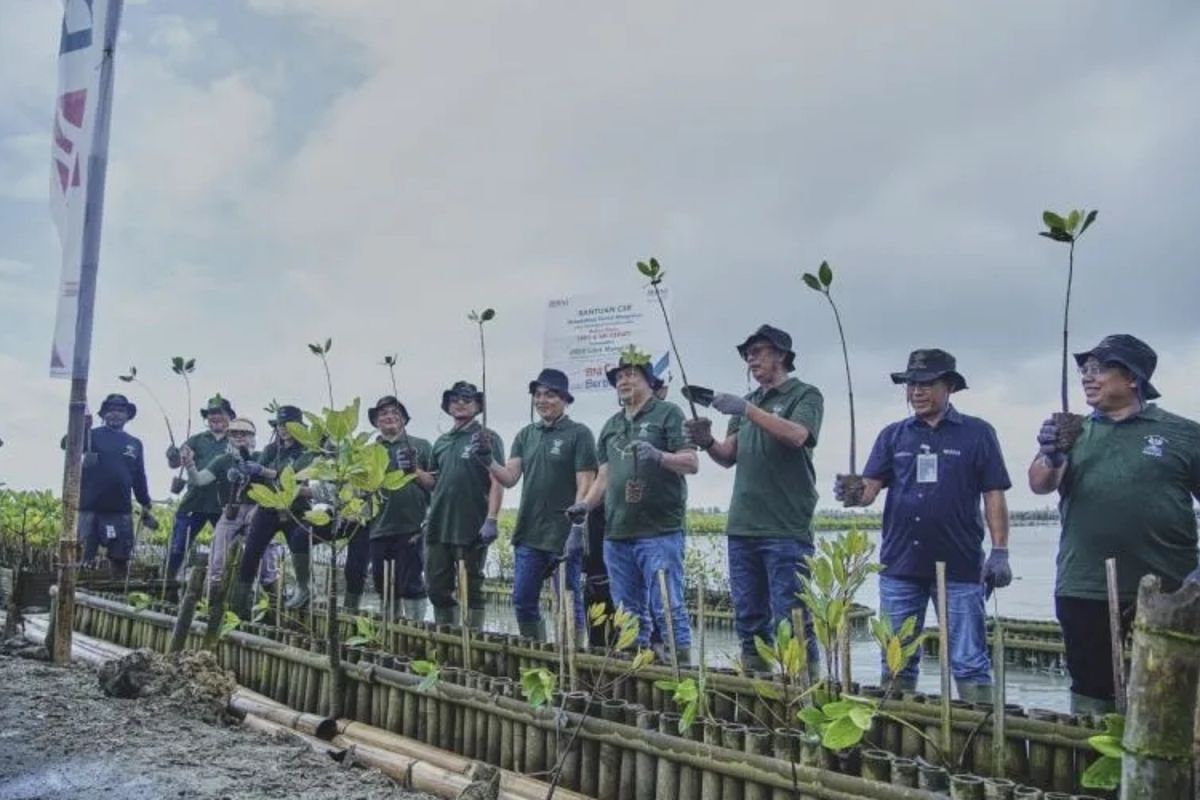 BNI dan BNI-AM tanam 2.000 bibit mangrove di Teluk Benoa