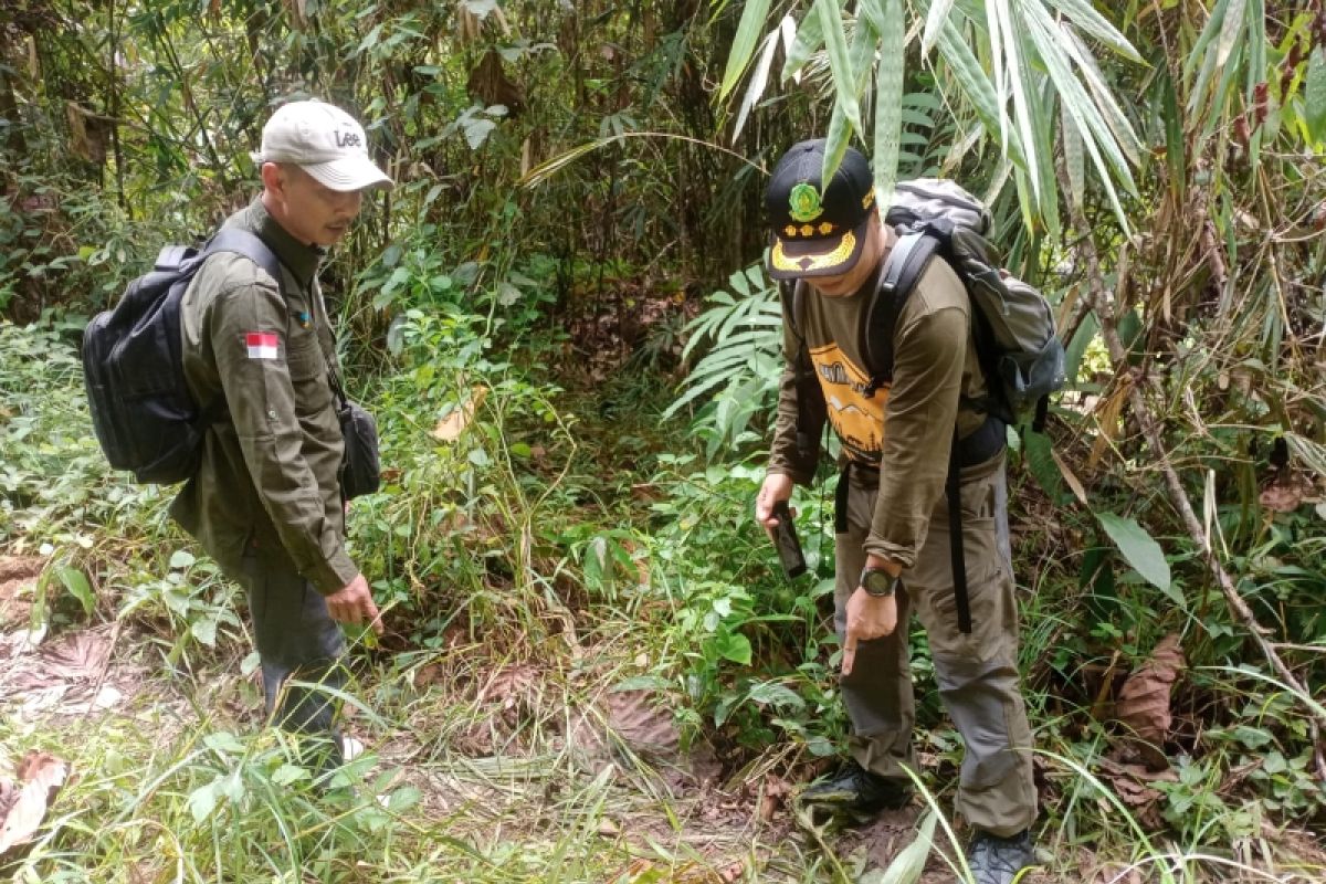 BKSDA Sumbar telusuri keberadaan gajah Sumatera di Sijunjung