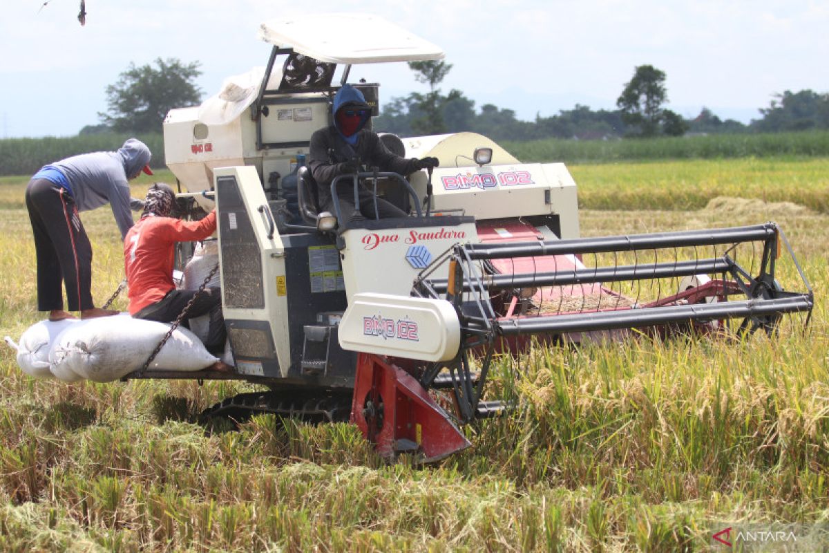 NFA seeks to revise unhusked rice price before peak harvest