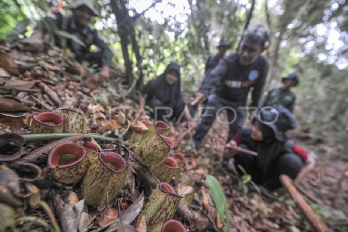 Ekowisata Hutan Lindung Gambut di Jambi