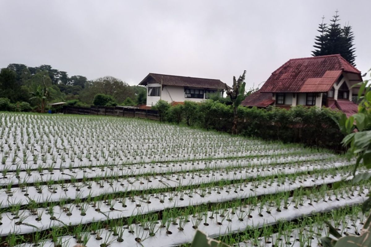 Pemkot Depok kembangkan konsep  urban farming