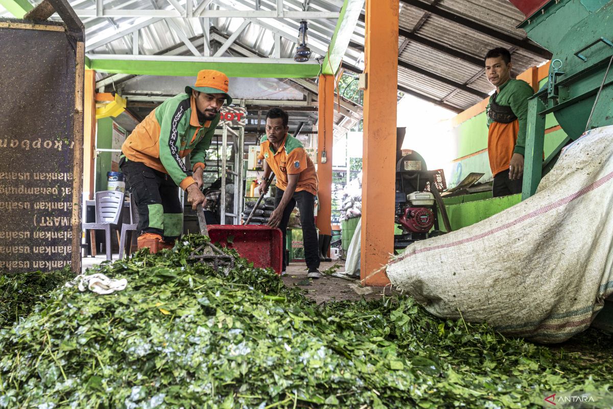 Sampah daun berpotensi besar jadi energi masa depan