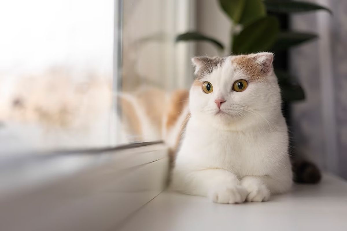 Steril kucing baik untuk kesehatan & tekan populasi