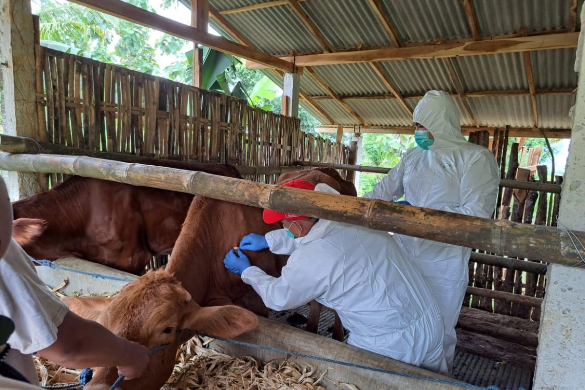 BBVET pastikan 49 ekor sapi di Ponorogo positif LSD