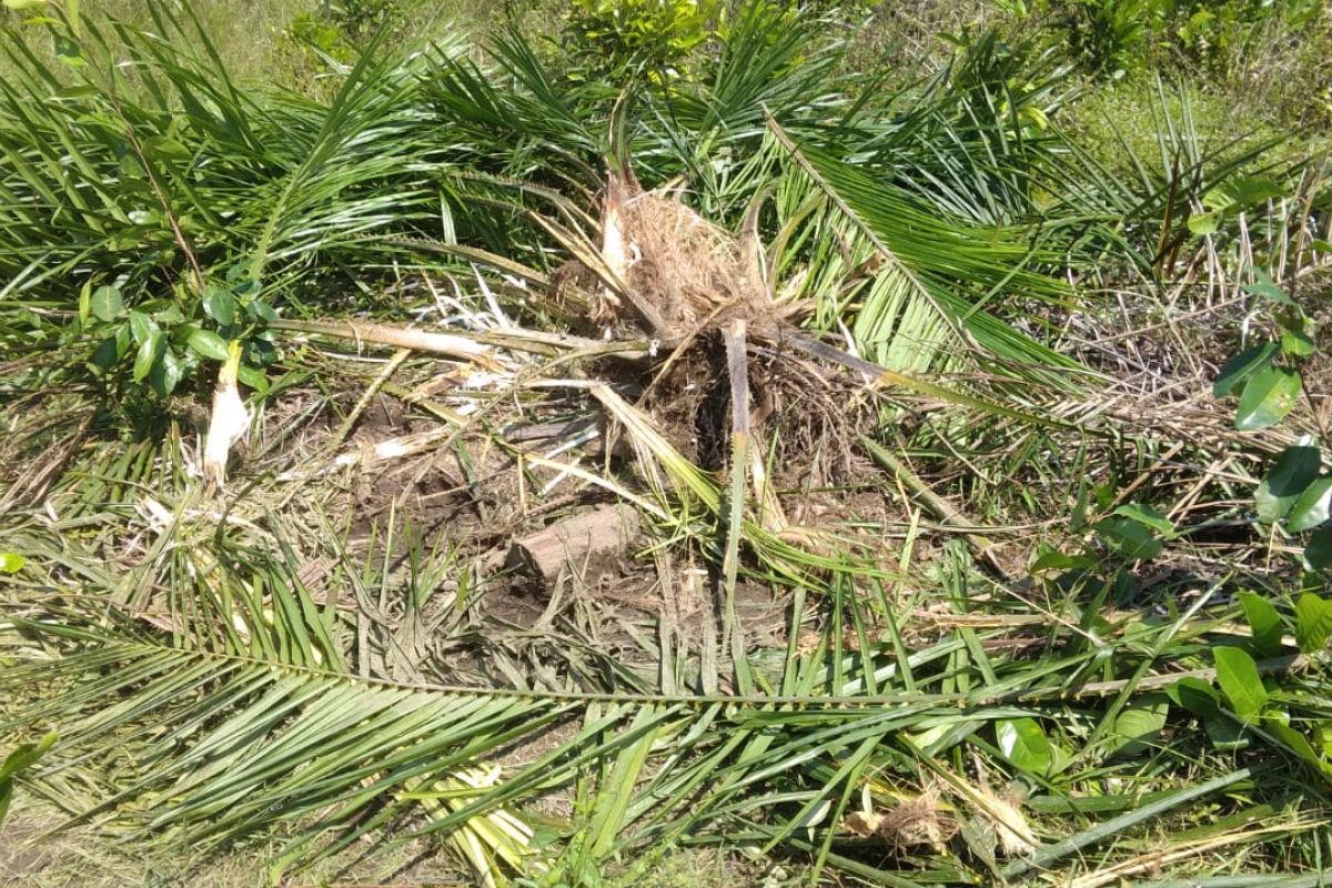 Kawanan gajah liar rusak sawit dan kelapa warga Aceh Jaya