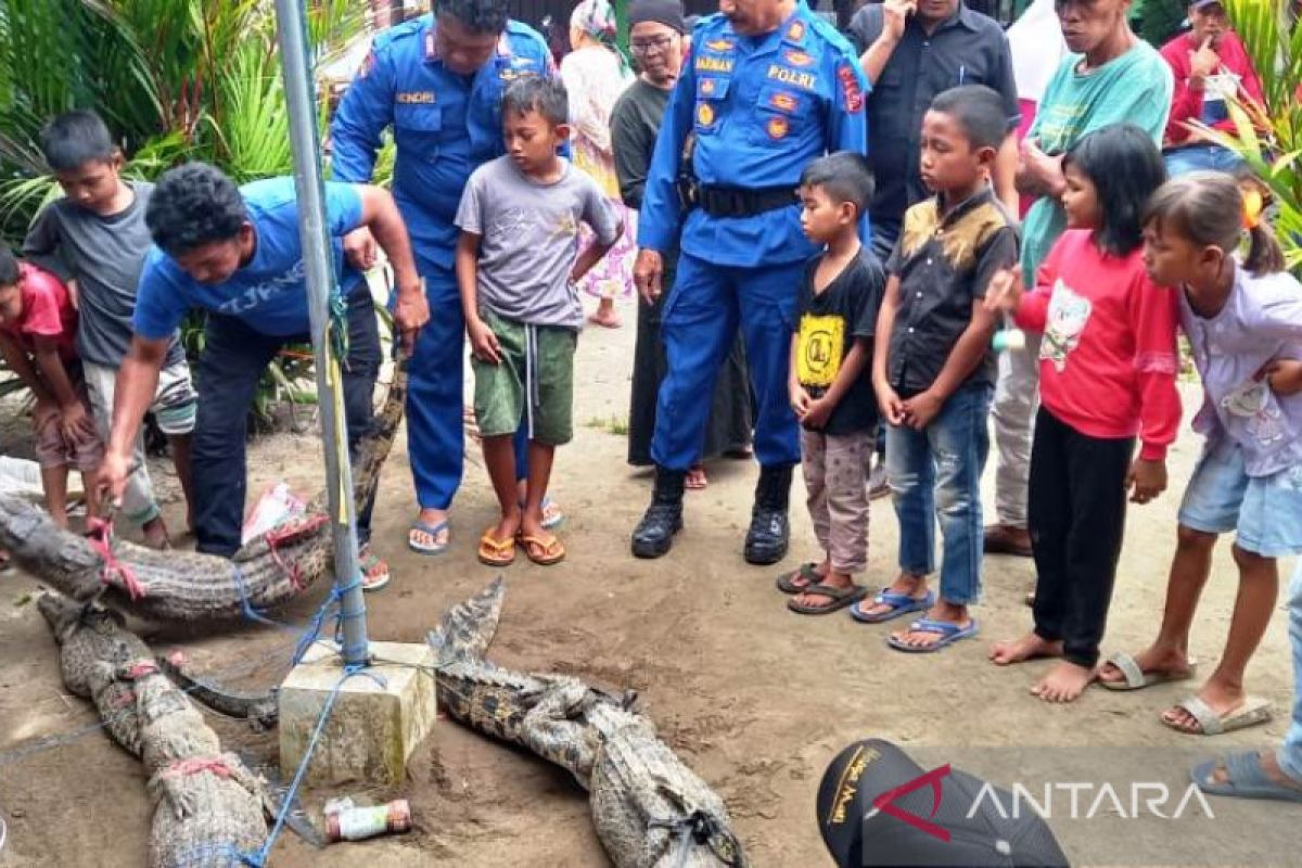 Jengah tak ada tindak lanjut dari BKSDA, Warga Agam tangkap buaya yang meresahkan