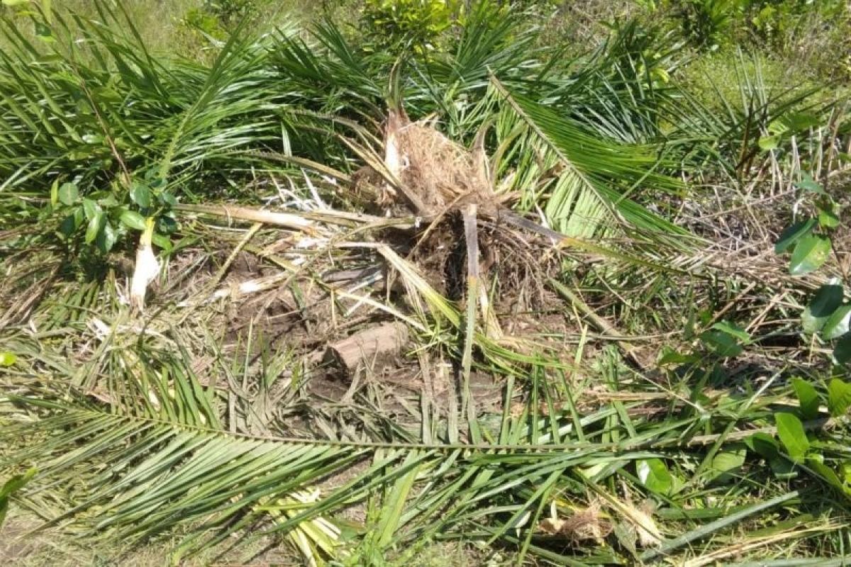 Kawanan gajah liar rusak tanaman sawit dan kelapa warga Aceh Jaya