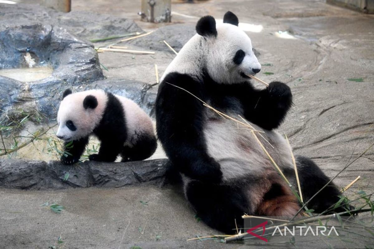 Air mata iringi kepulangan panda China dari Tokyo