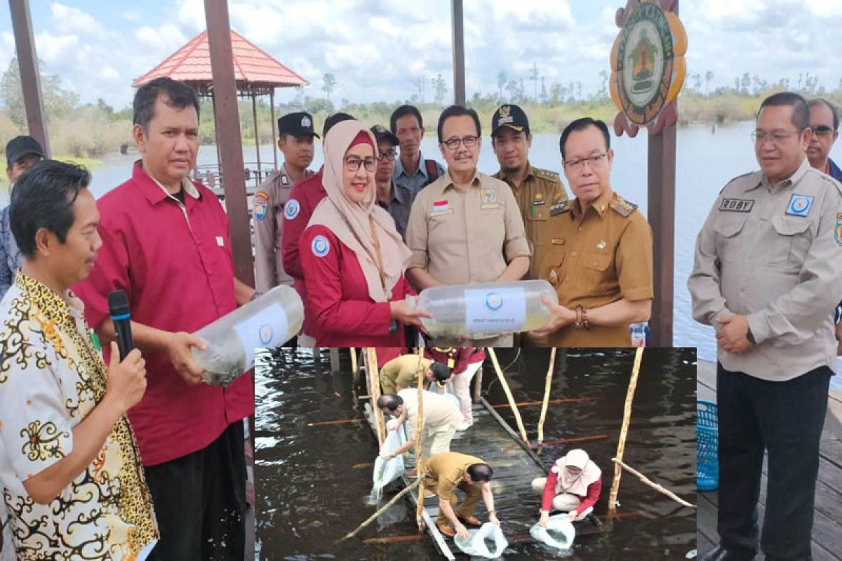 Teras Narang ikut tebar 25 ribu benih ikan papuyu di Danau Bulat Katingan