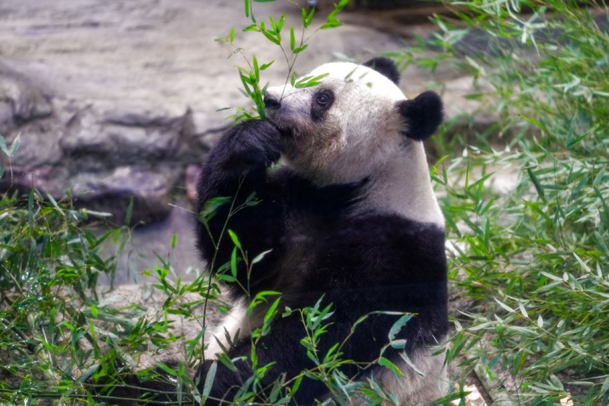 Xiang Xiang, panda raksasa yang lahir di Jepang, pulang ke China