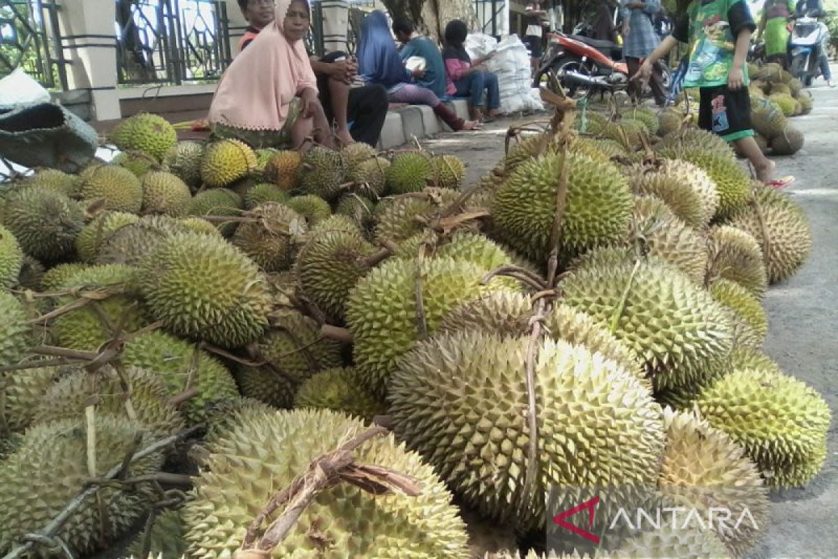 Parigi Moutong bangun kampung durian untuk kepentingan agrowisata
