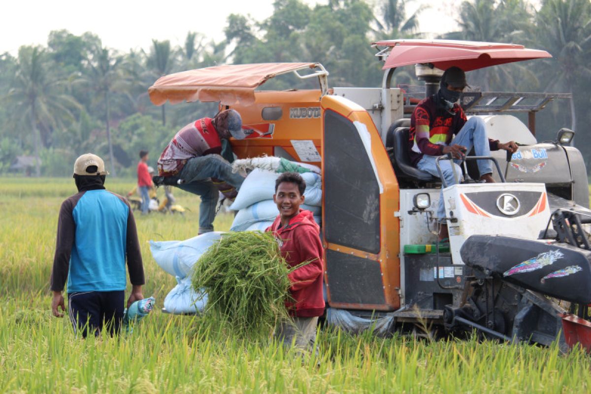 Lampung projects 687,750 tons rice harvest