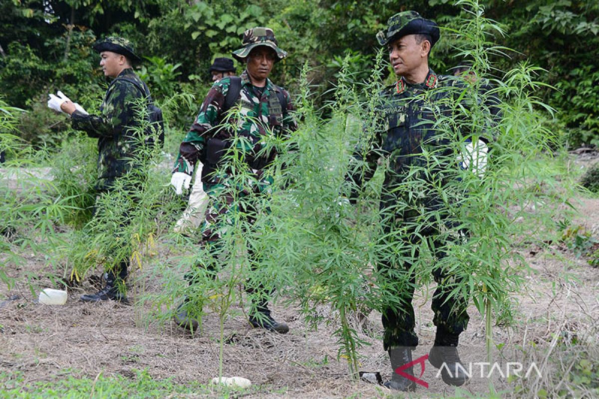 BNN temukan 18 ribu batang ganja di pegunungan Aceh Besar