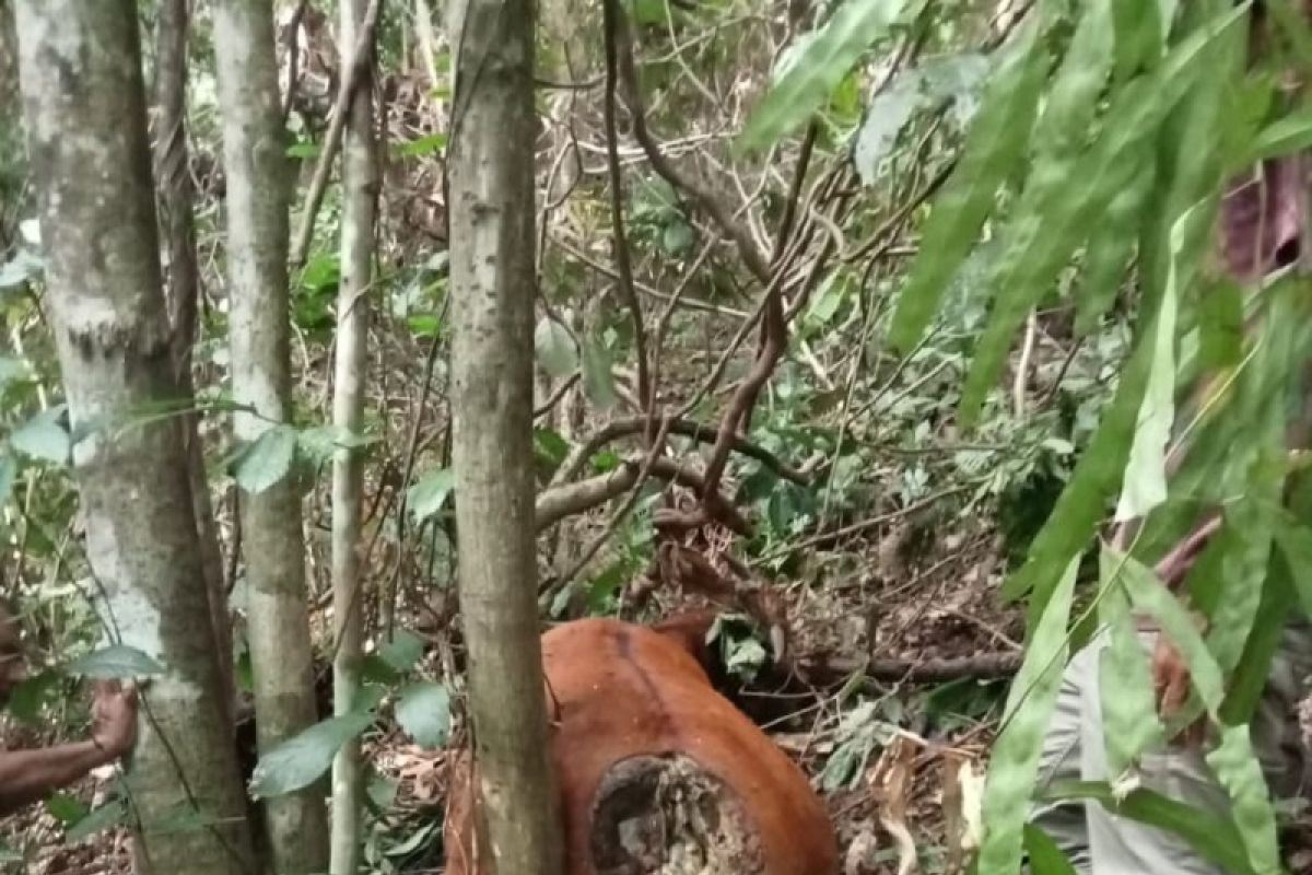 Pasca ternak diterkam harimau, BKPH Lambeso imbau warga tetap  waspada