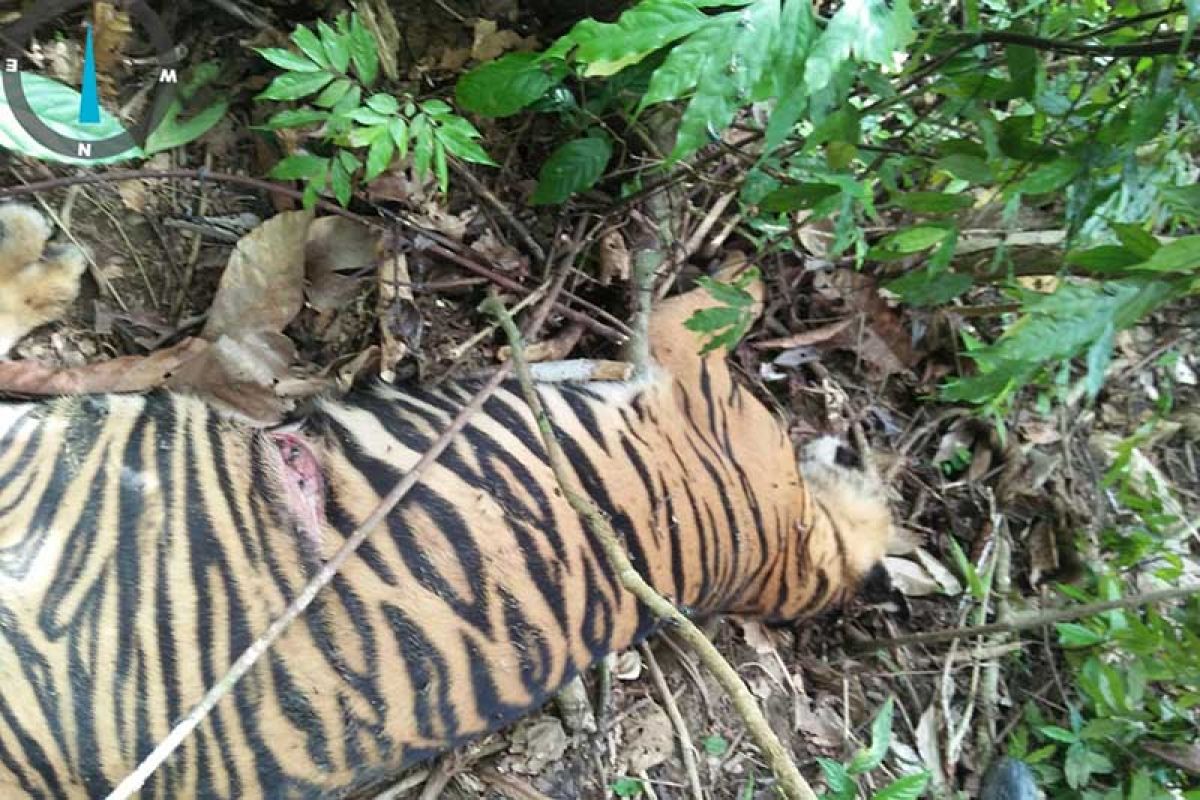 BKSDA: Penyebab kematian harimau di Aceh Timur tunggu hasil laboratorium