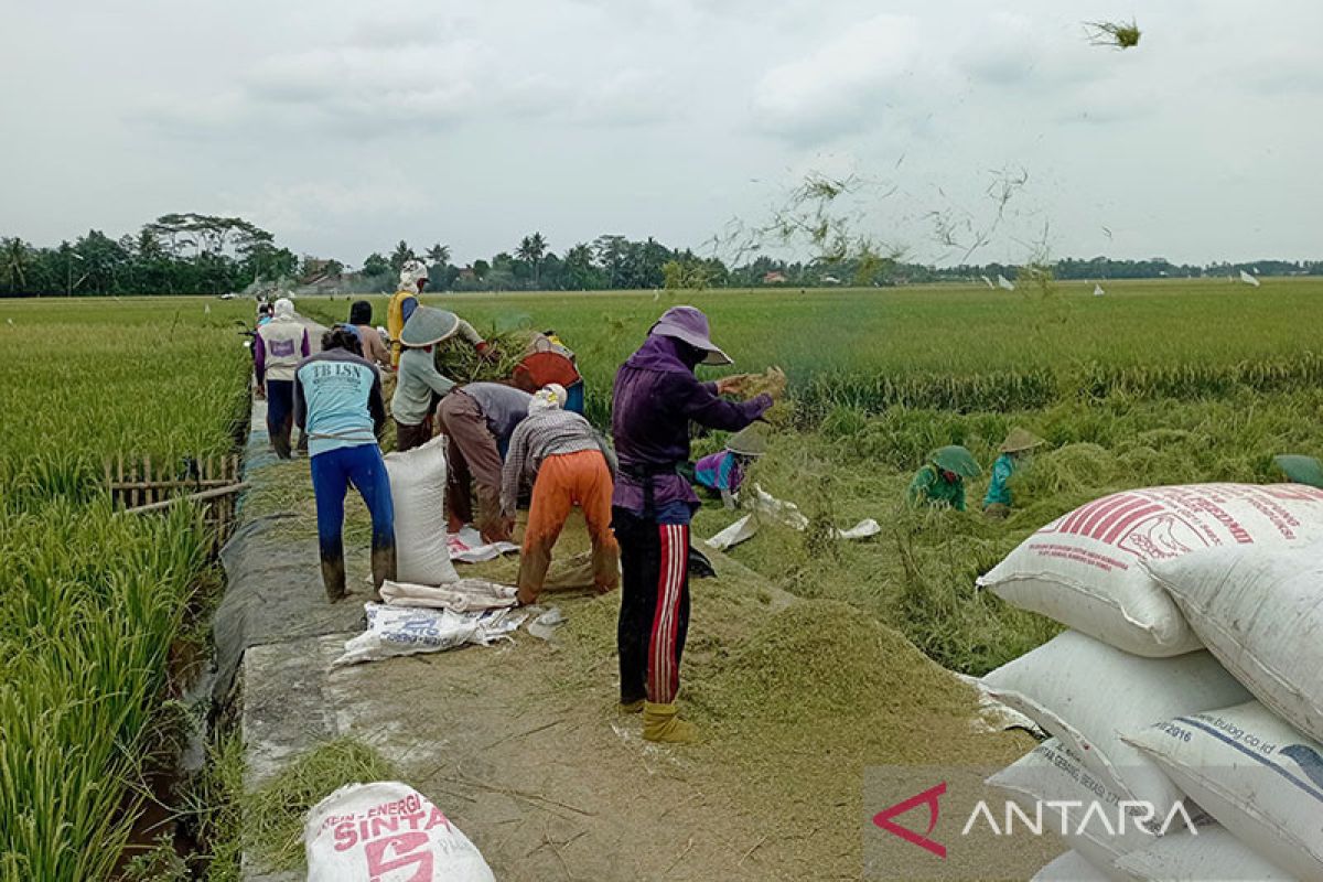 Pakar pertanian Unsoed apresiasi kenaikan HPP gabah dan beras