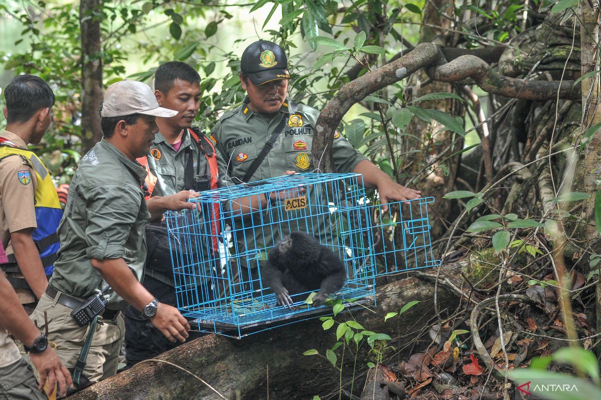BKSDA lepas liar 21 satwa di Taman Nasional Kerinci Seblat