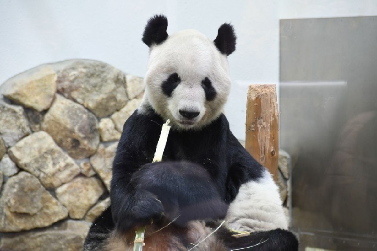 China sambut panda Eimei dan anak kembarnya pulang dari Jepang