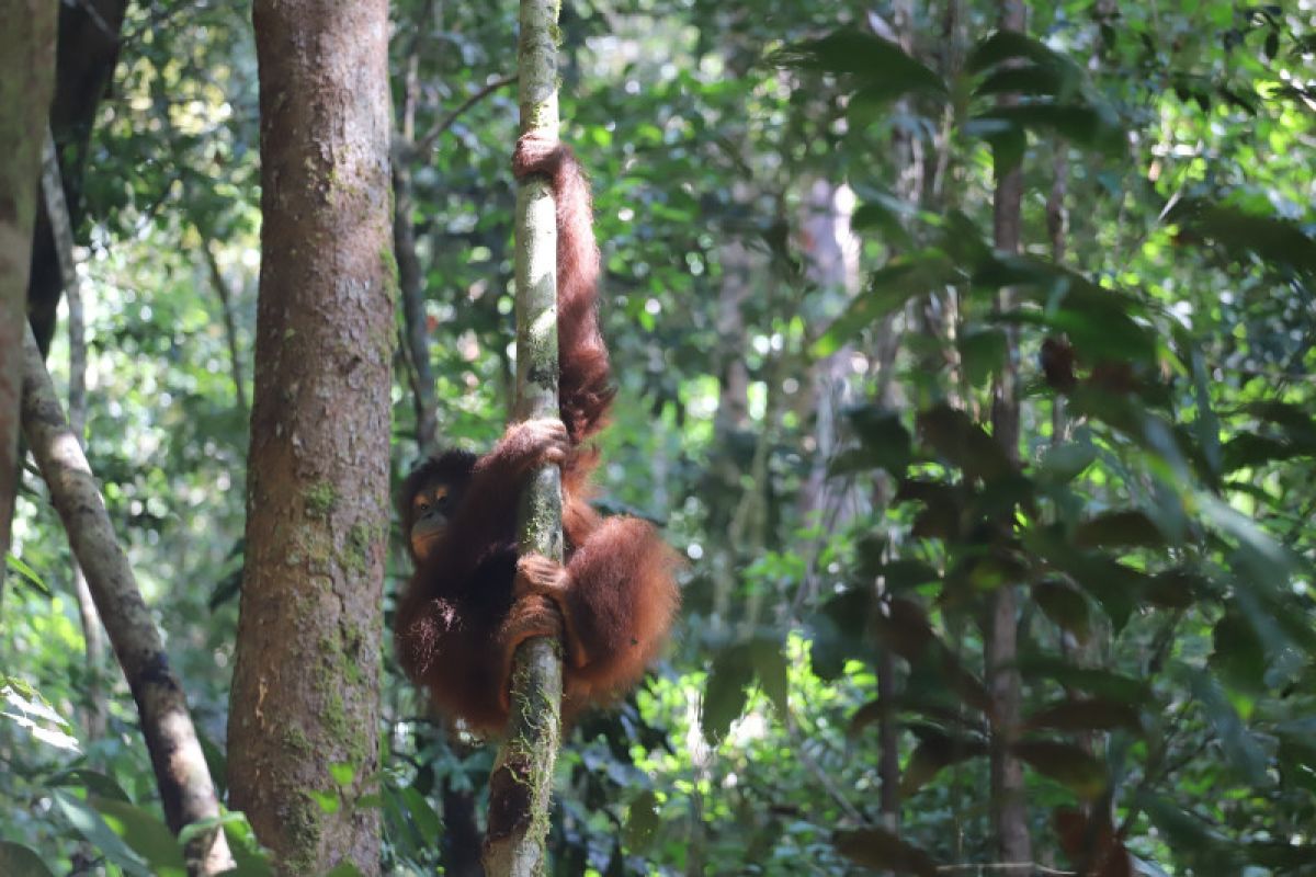 TNBKDS lepasliar 25 ekor Orangutan di hutan Kapuas Hulu