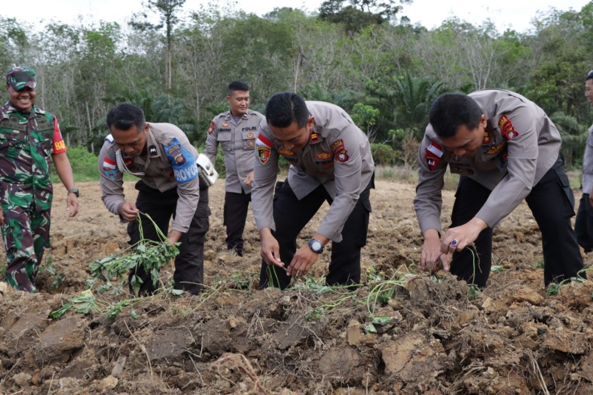 Polres Bengkayang budidaya ubi madu di Mapolsek Teriak