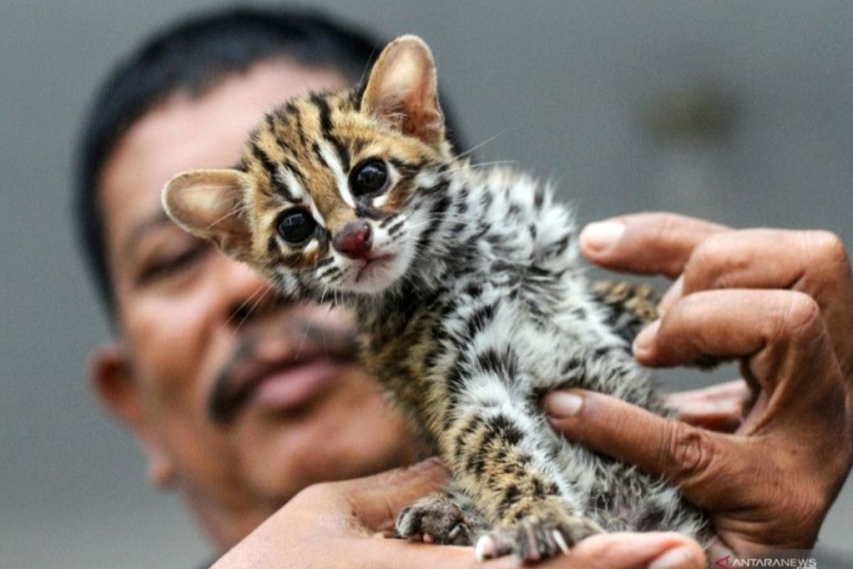 Polisi ungkap kasus perdagangan kucing hutan di Lampung Barat