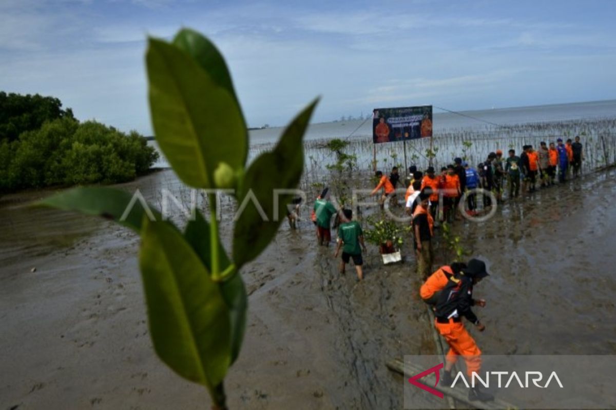 Basarnas Sulsel tanam 501 bibit pohon mangrove cegah abrasi di Pantai Untia