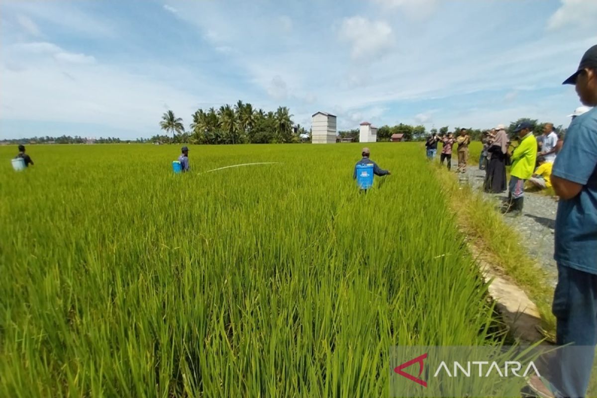 Produksi gabah kering giling di Tanbu meningkat tiga persen