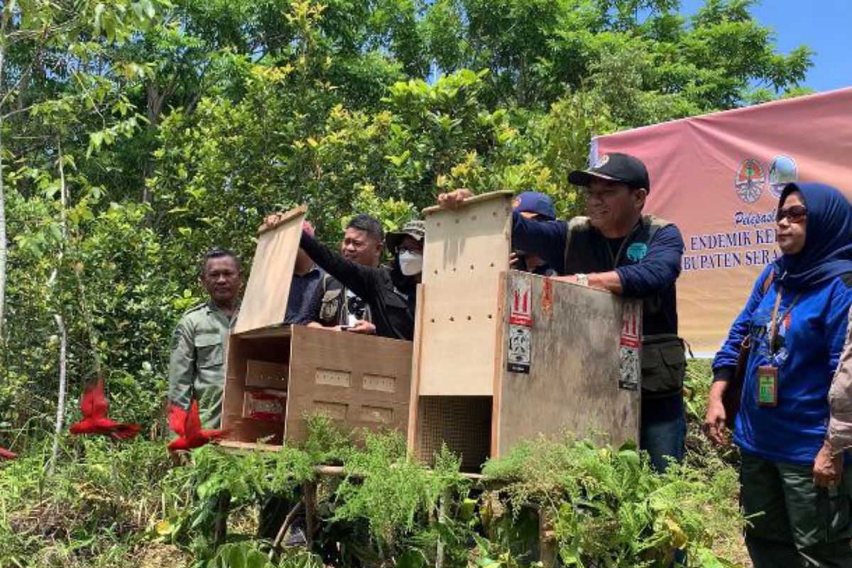 BKSDA Maluku Lepasliarkan 10 Ekor Satwa Liar