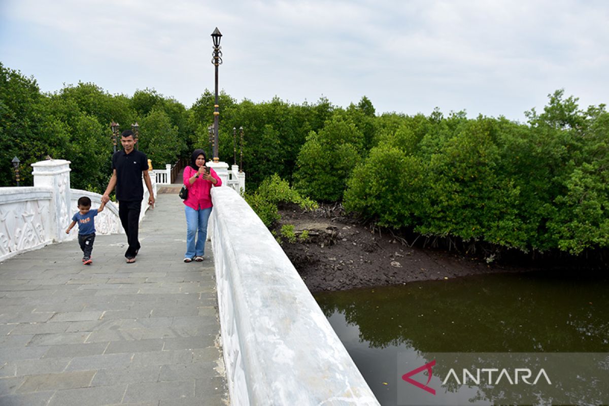 FOTO - Pesona Hutan Mangrove Kuala Langsa