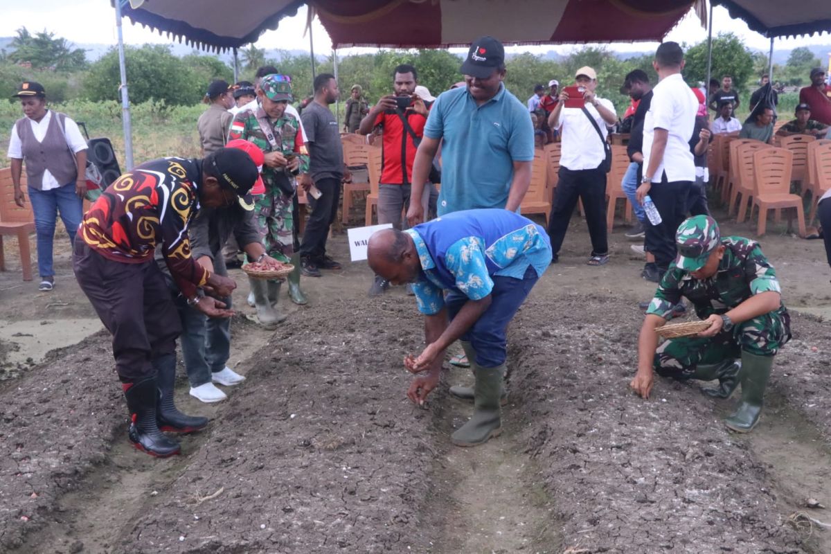 Pemerintah Kota Jayapura tanam bawang di lahan 10 hektare