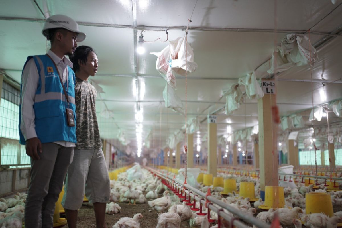 Peternak ayam di Gowa hemat 30 persen berkat menggunakan listrik PLN