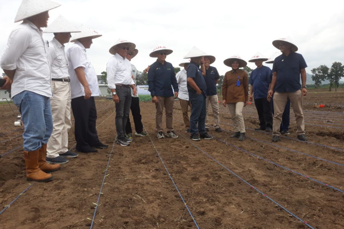 PT SGN tanam perdana tumpang sari kedelai dan tebu di Glenmore Banyuwangi