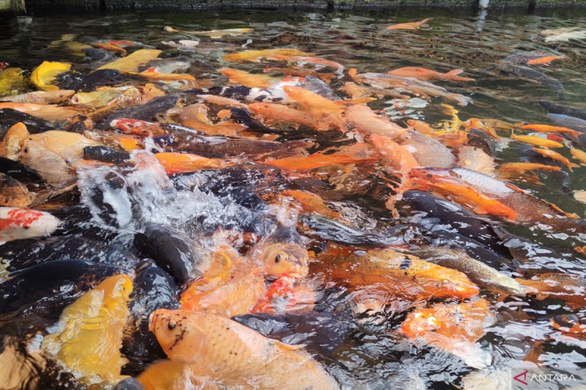 Bisnis budidaya ikan, dinilai menjanjikan untuk warga Tapin