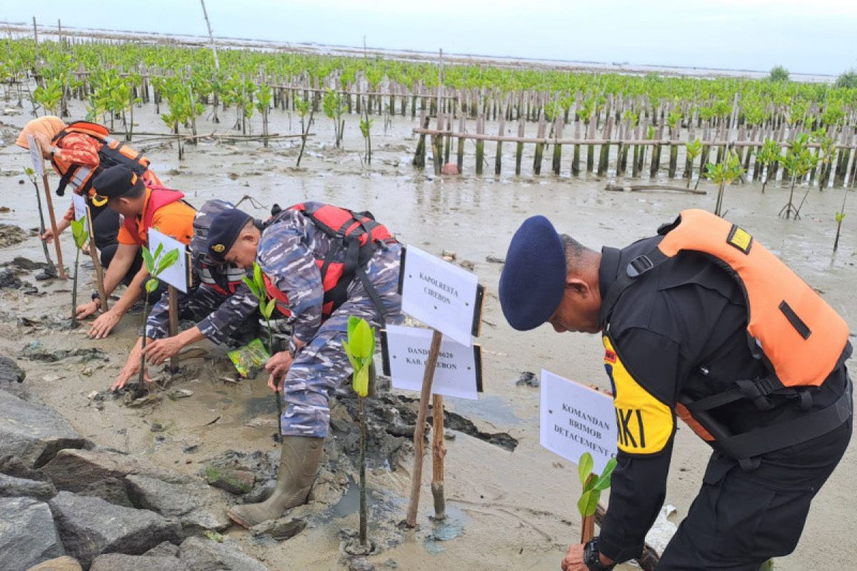 Basarnas Bandung tanam bibit mangrove hijaukan pantai Cirebon