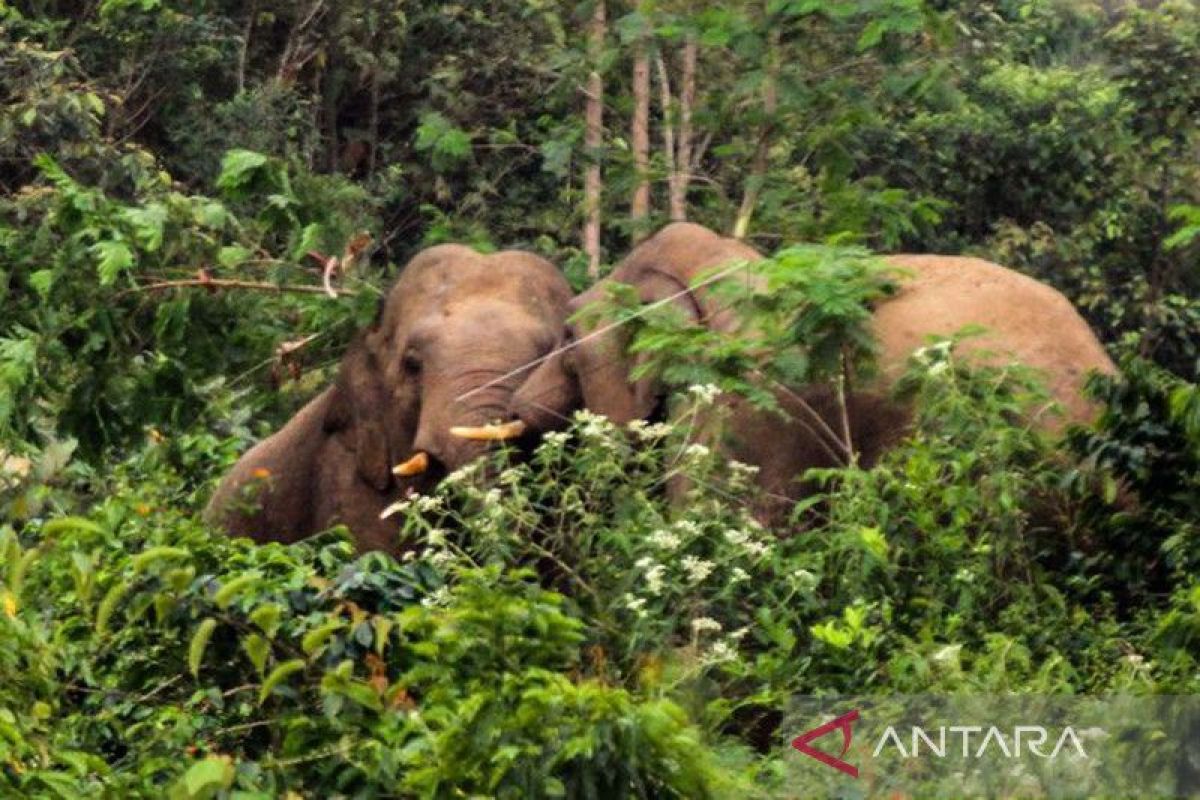 Pemerintah diminta serius tangani konflik gajah di Aceh Jaya